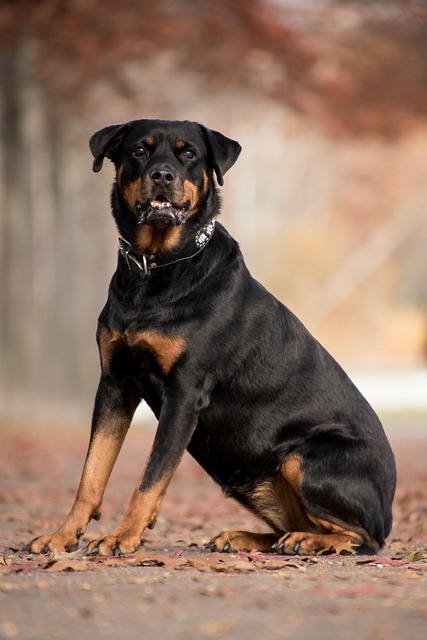 Pet sitting services near me in Albany, NY