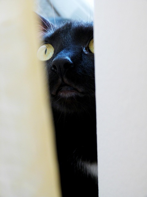 Pet sitting services near me in Albany, NY