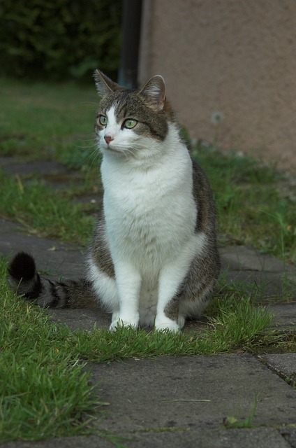 Pet sitting services near me in Albany, NY