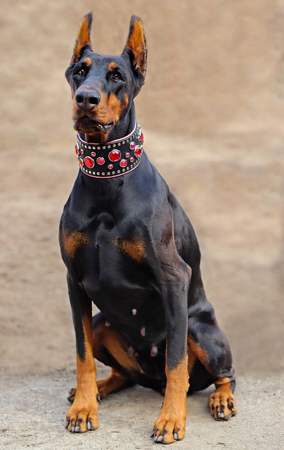 Pet sitting services near me in Albany, NY