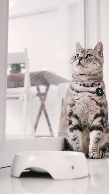Pet sitting services near me in Albany, NY