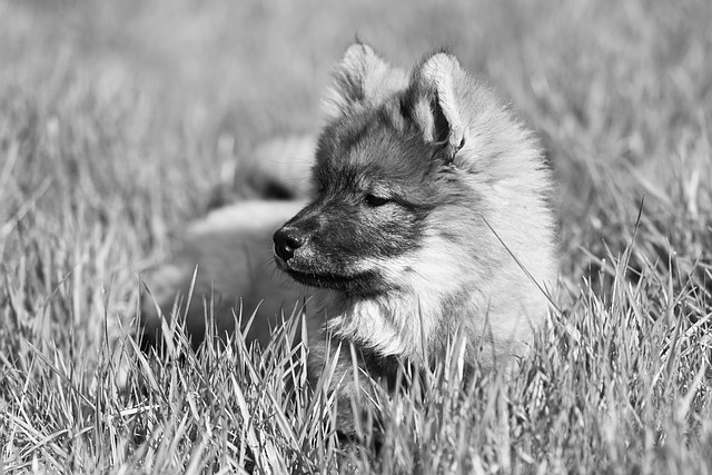 Pet sitting services near me in Albany, NY