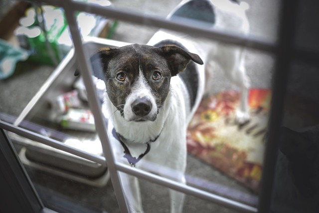 pet-sitting-services-near-me-in-albany-n-640x480-8290461.jpeg