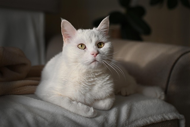Pet sitting services near me in Albany, NY