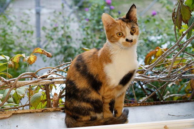 Pet sitting services near me in Albany, NY