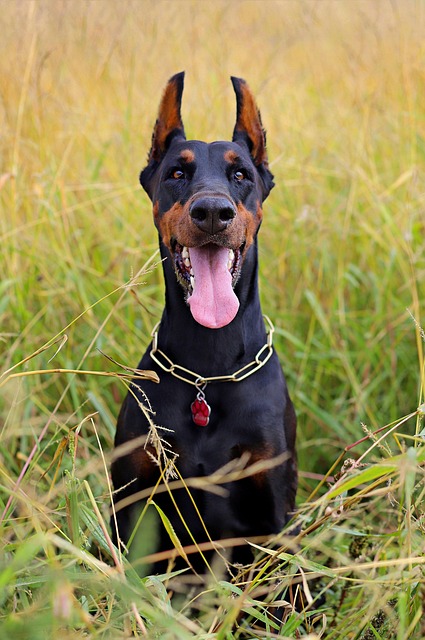 Pet sitting services near me in Albany, NY