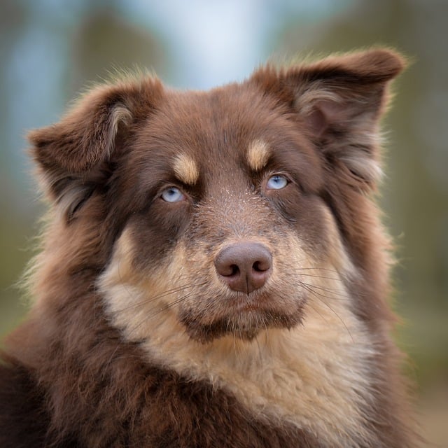 Rental applications with pets Albany, NY