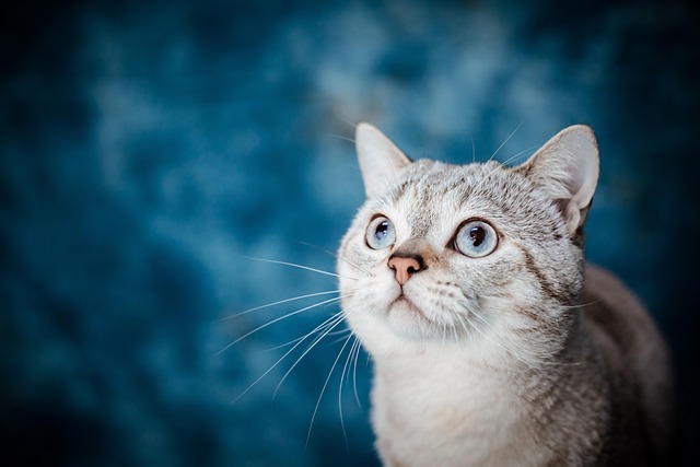 Rental applications with pets Albany, NY