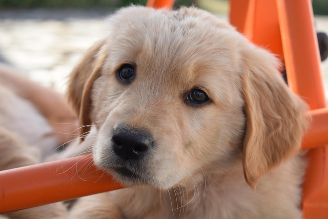 Albany pet friendly housing