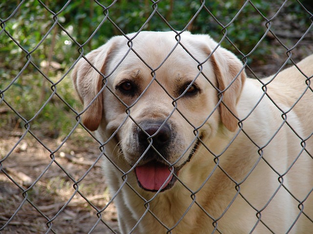 Albany pet friendly housing