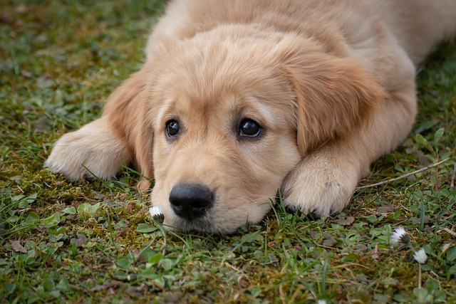 Albany pet friendly housing