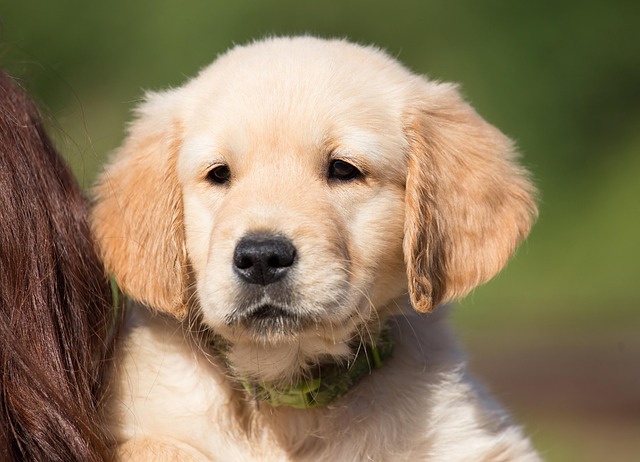 Apartments that allow dogs in Albany, NY