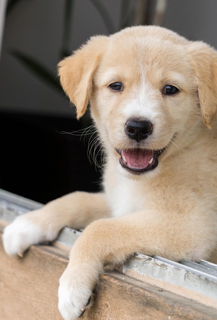 Apartments that allow dogs in Albany, NY