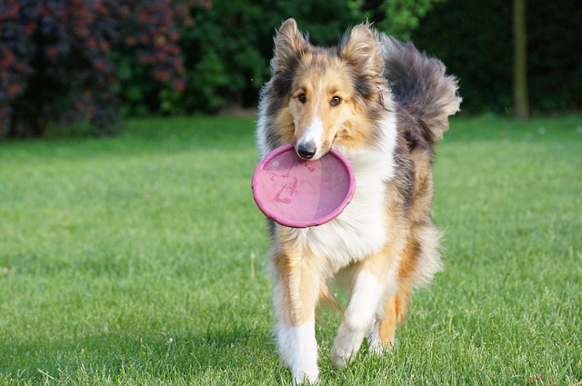Apartments that allow dogs in Albany, NY