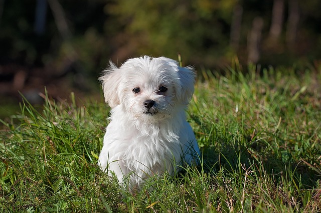 Apartments that allow dogs in Albany, NY