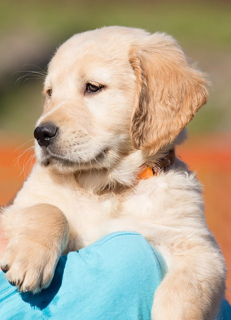 Apartments that allow dogs in Albany, NY