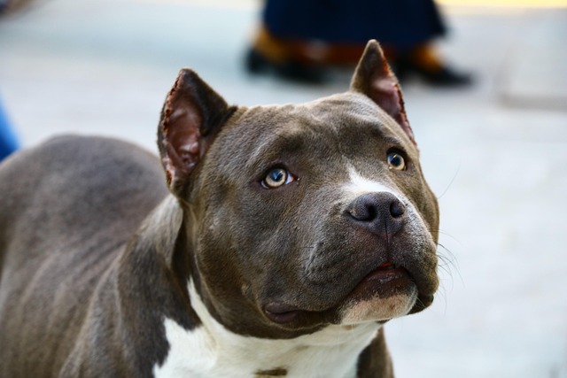 Best pet-friendly buildings in Albany, NY