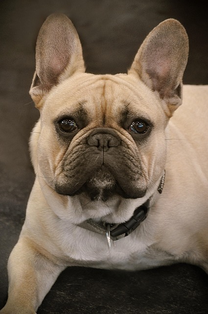 Best pet-friendly buildings in Albany, NY