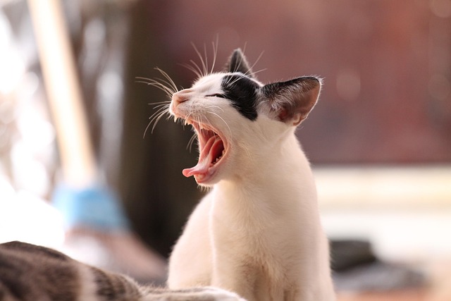 Cat friendly rentals Albany