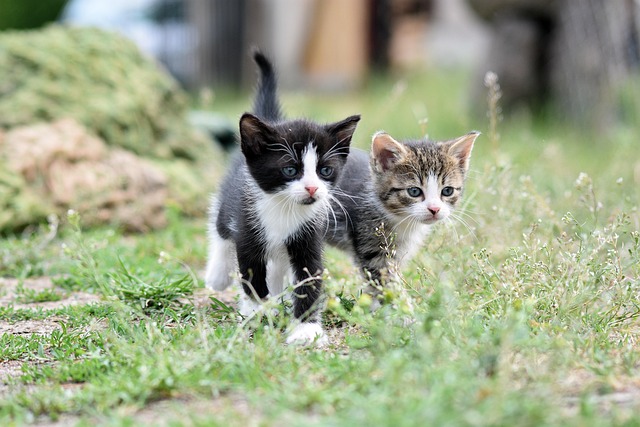 Cat friendly rentals Albany