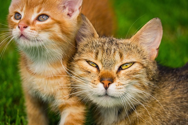 Cat friendly rentals Albany