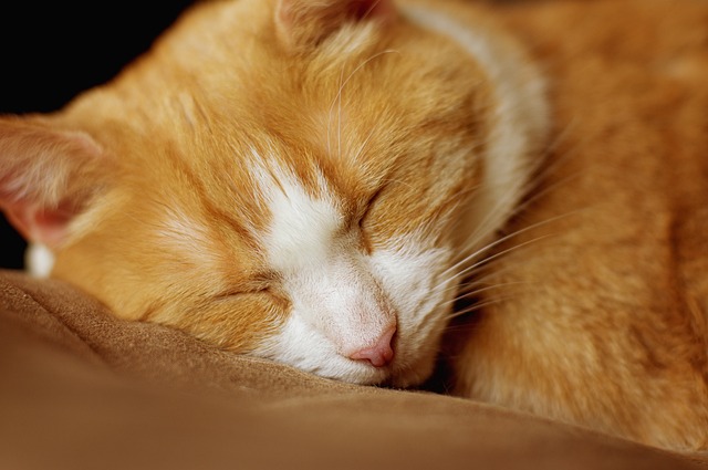 Cat friendly rentals Albany