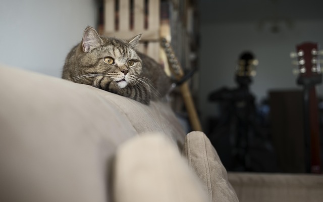 cat-friendly-rentals-albany-640x480-3141551.jpeg