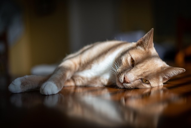 Cat friendly rentals Albany