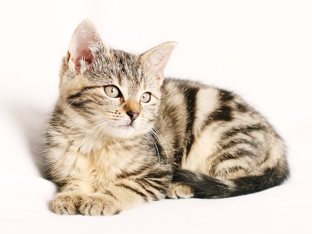 Cat friendly rentals Albany
