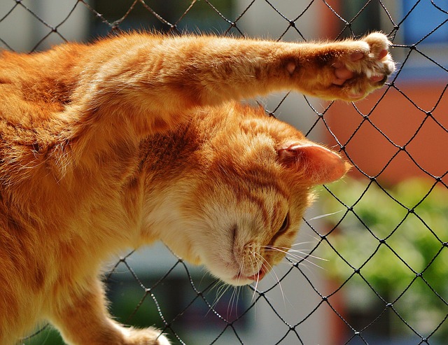 Cat friendly rentals Albany