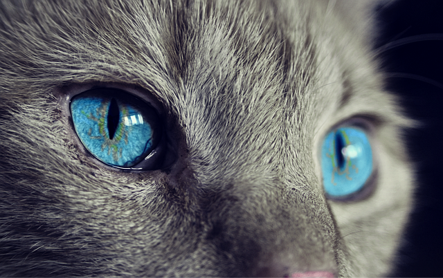 Cat friendly rentals Albany