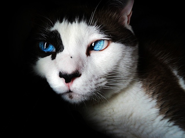 Cat friendly rentals Albany