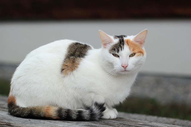 cat-friendly-rentals-albany-640x480-74958078.jpeg
