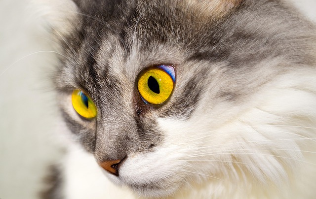 Cat friendly rentals Albany