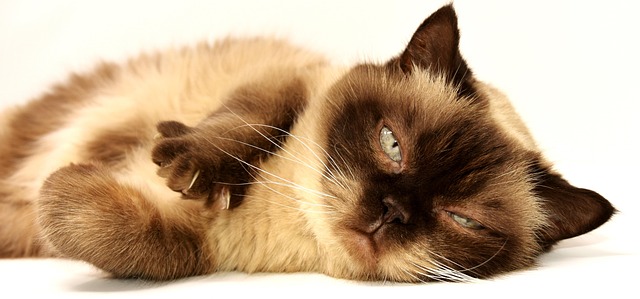 Cat friendly rentals Albany