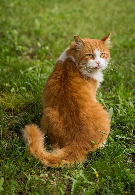 Cat friendly rentals Albany
