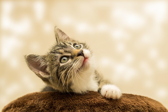 Cat friendly rentals Albany