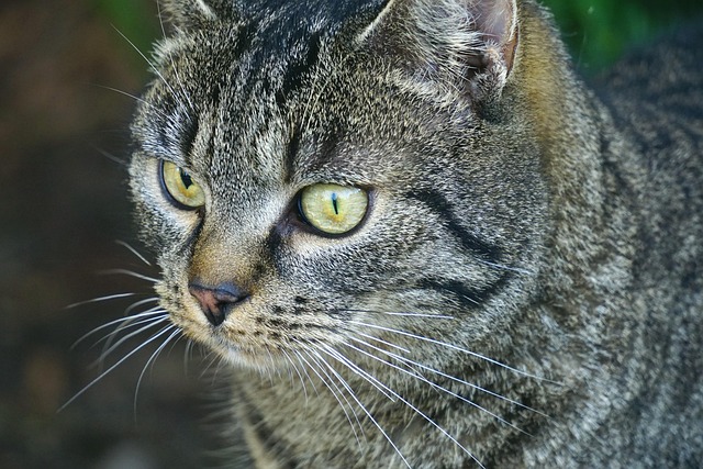 Cat friendly rentals Albany