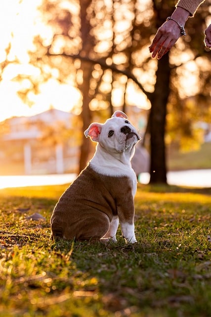 Cheap pet friendly apartment rentals Albany