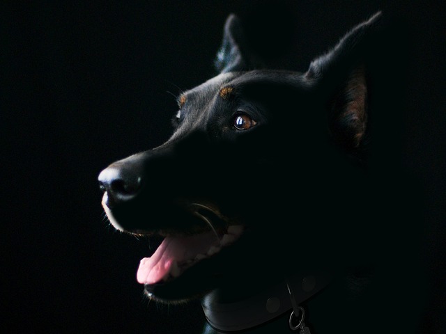 Dog parks near pet friendly apartments Albany