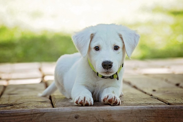Dog parks near pet friendly apartments Albany