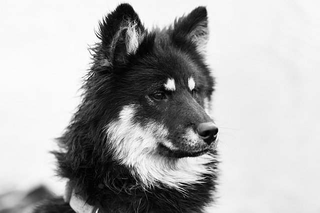 Dog parks near pet friendly apartments Albany