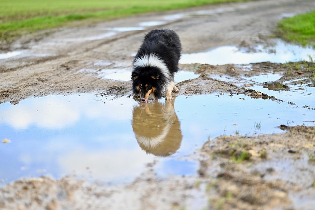Dog parks near pet friendly apartments Albany