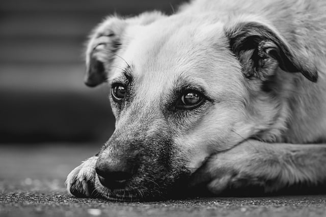 Dog parks near pet friendly apartments Albany
