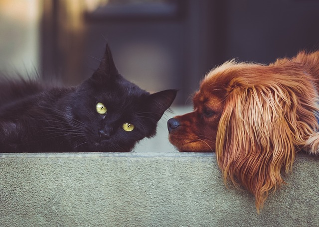 Dog parks near pet friendly apartments Albany