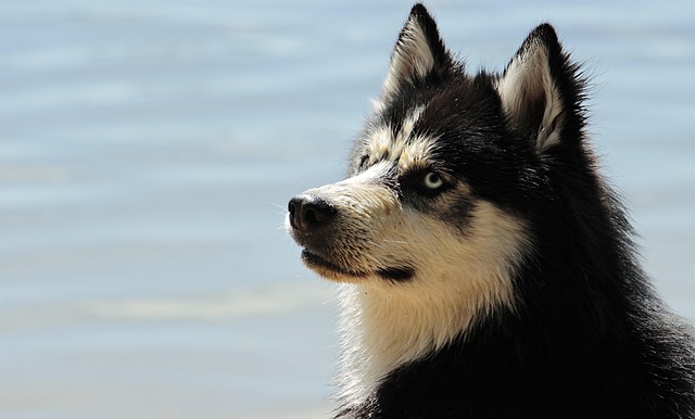 dog-parks-near-pet-friendly-apartments-a-640x480-35027294.jpeg