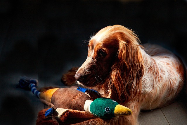 dog-parks-near-pet-friendly-apartments-a-640x480-44073852.jpeg