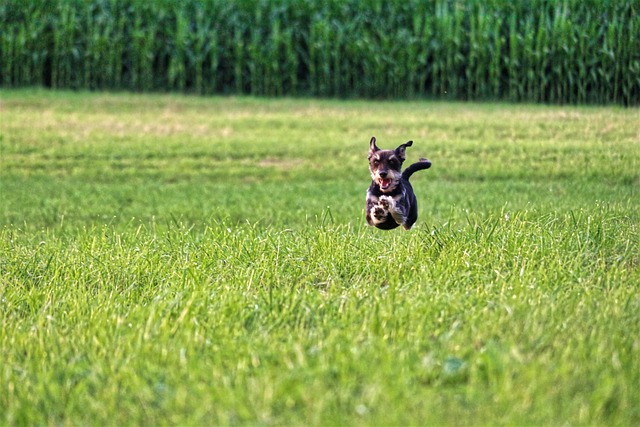 dog-parks-near-pet-friendly-apartments-a-640x480-68323244.jpeg