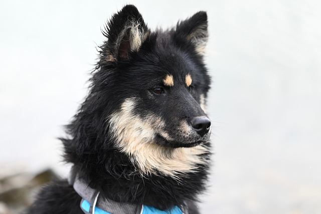 dog-parks-near-pet-friendly-apartments-a-640x480-70701197.jpeg