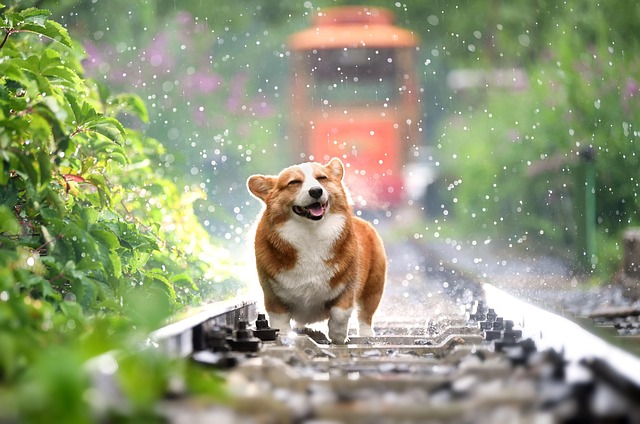 Dog parks near pet friendly apartments Albany